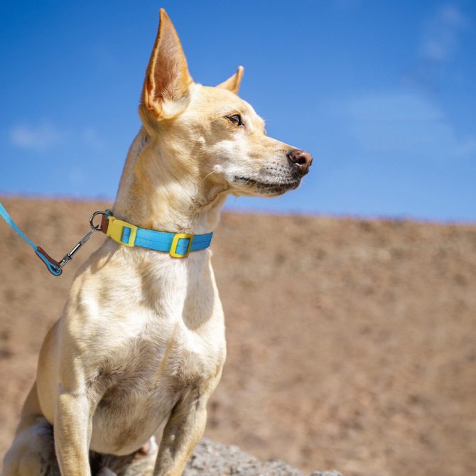 Set Correa + Collar para Perro Nylon Cuero Amarillo - Imagen 4