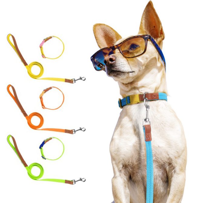 Set Correa + Collar para Perro Nylon Cuero Amarillo - Imagen 5